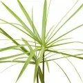 Papyrus Papyrus