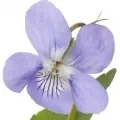 Violet Violet